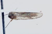 Aedes aurifer image