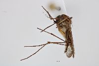 Image of Aedes aurifer