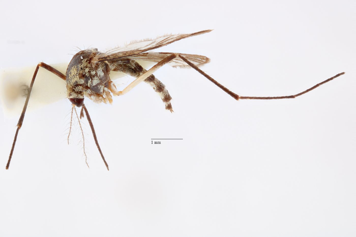 Aedes thibaulti image