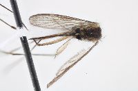 Aedes decticus image