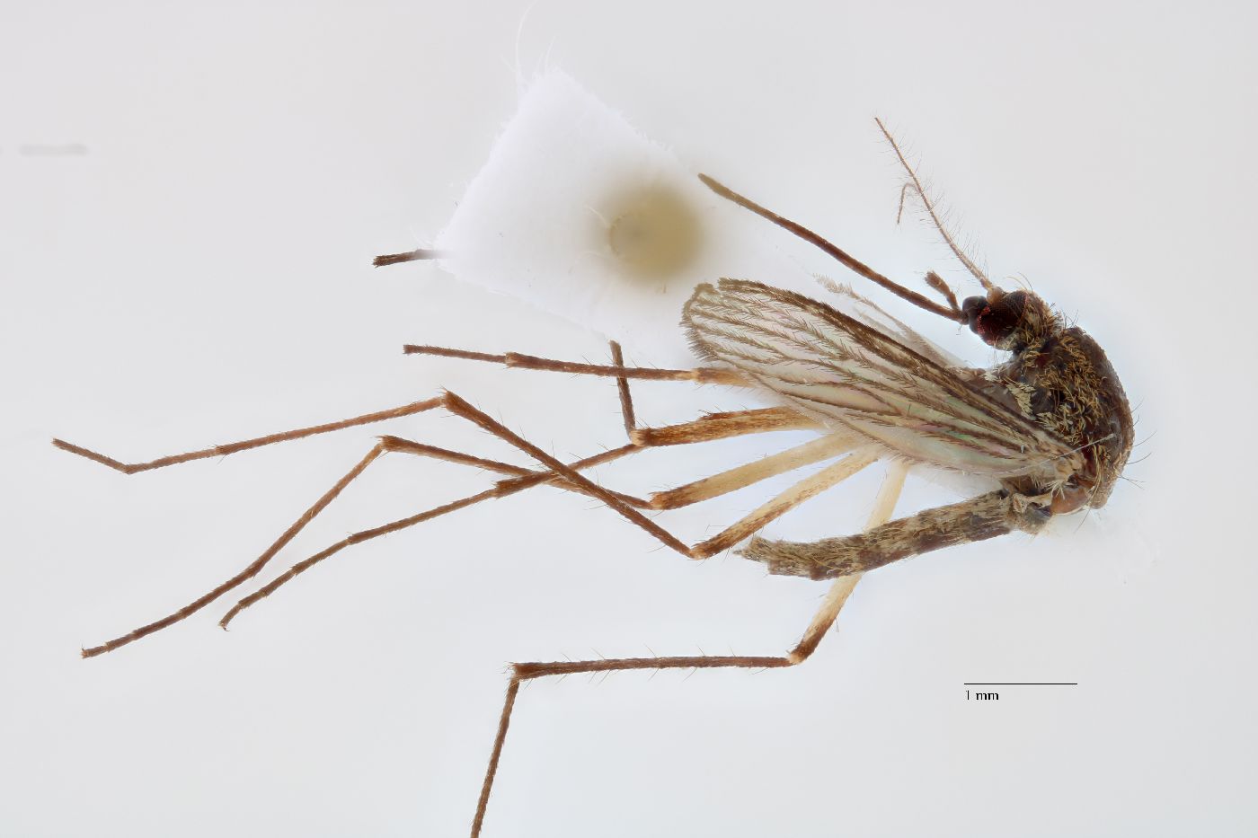 Aedes decticus image