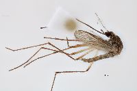 Image of Aedes decticus