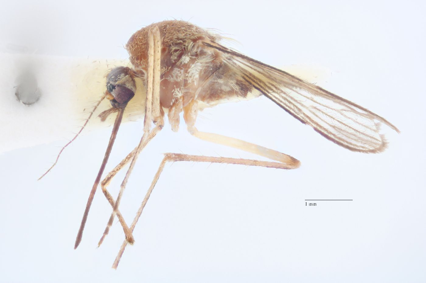 Aedes cantator image