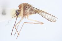 Image of Aedes cantator