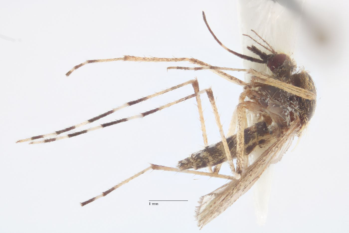 Aedes sollicitans image