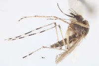 Image of Aedes sollicitans