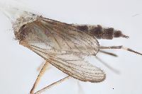 Aedes canadensis image