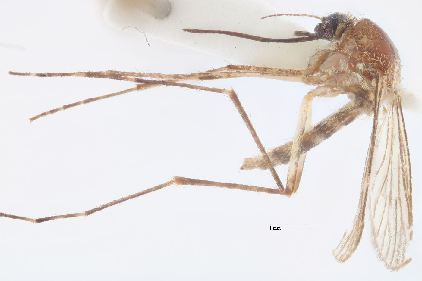 Aedes riparius image