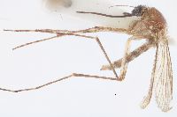 Image of Aedes riparius