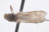 Image of Psorophora ferox