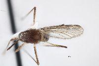 Aedes infirmatus image