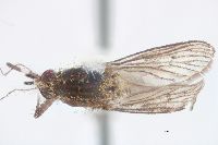 Aedes mitchellae image