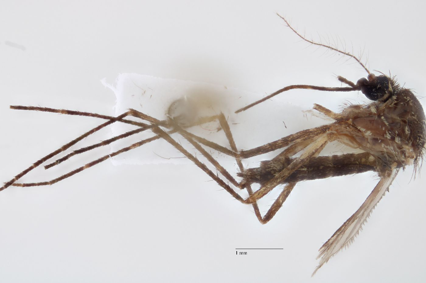 Aedes canadensis image