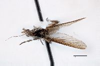Psorophora ciliata image