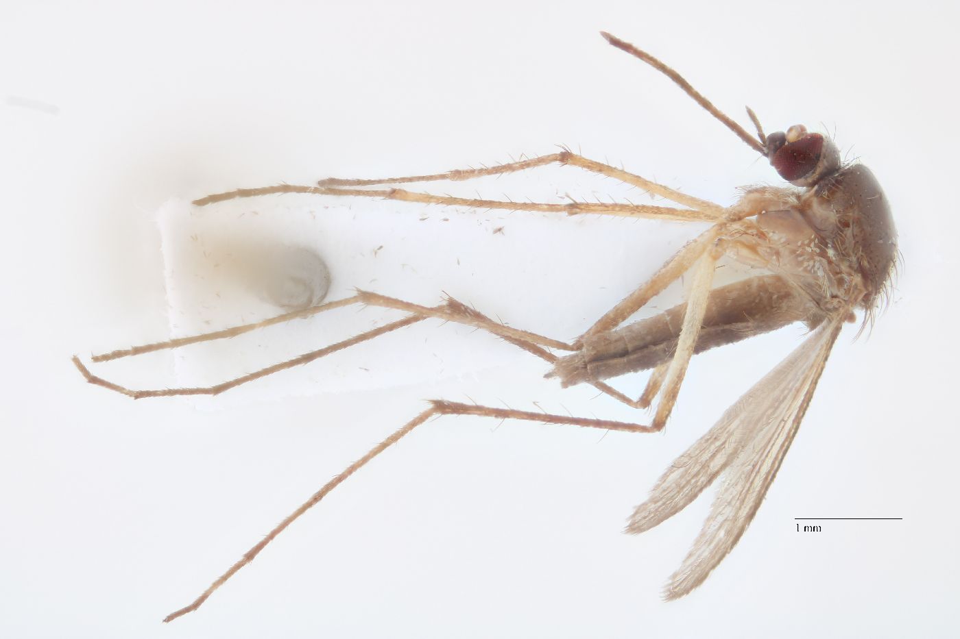 Aedes dupreei image