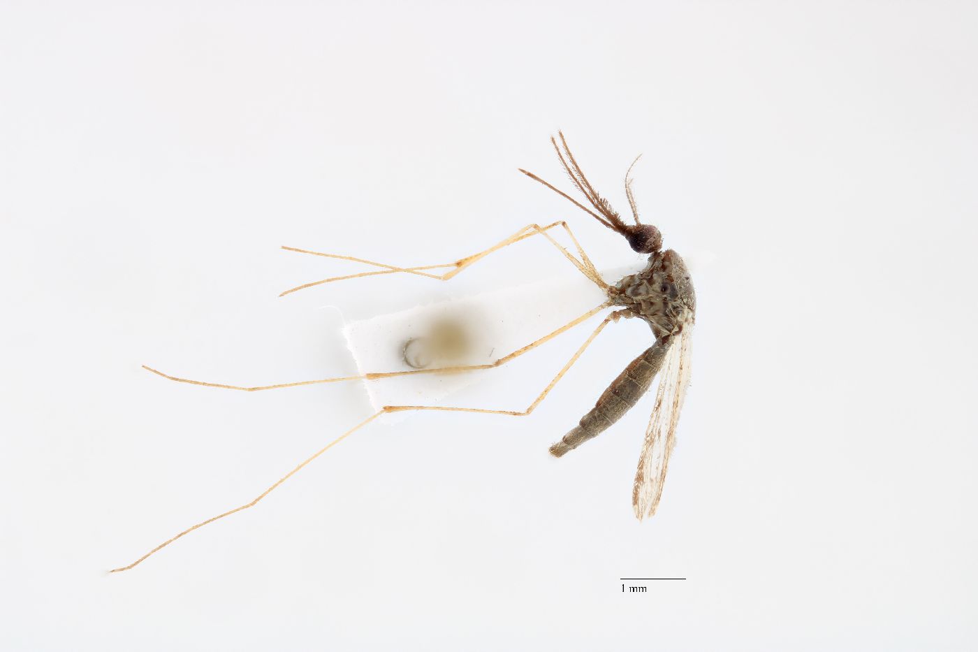 Anopheles grabhamii image