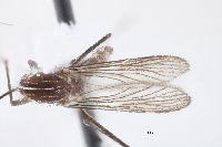 Aedes mediovittatus image