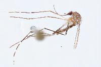 Image of Aedes mediovittatus