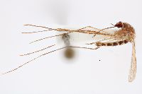 Image of Culex chidesteri