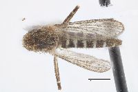 Psorophora pygmaea image