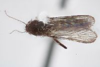Aedes taeniorhynchus image