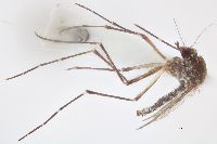 Image of Aedes taeniorhynchus