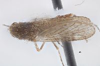 Psorophora jamaicensis image