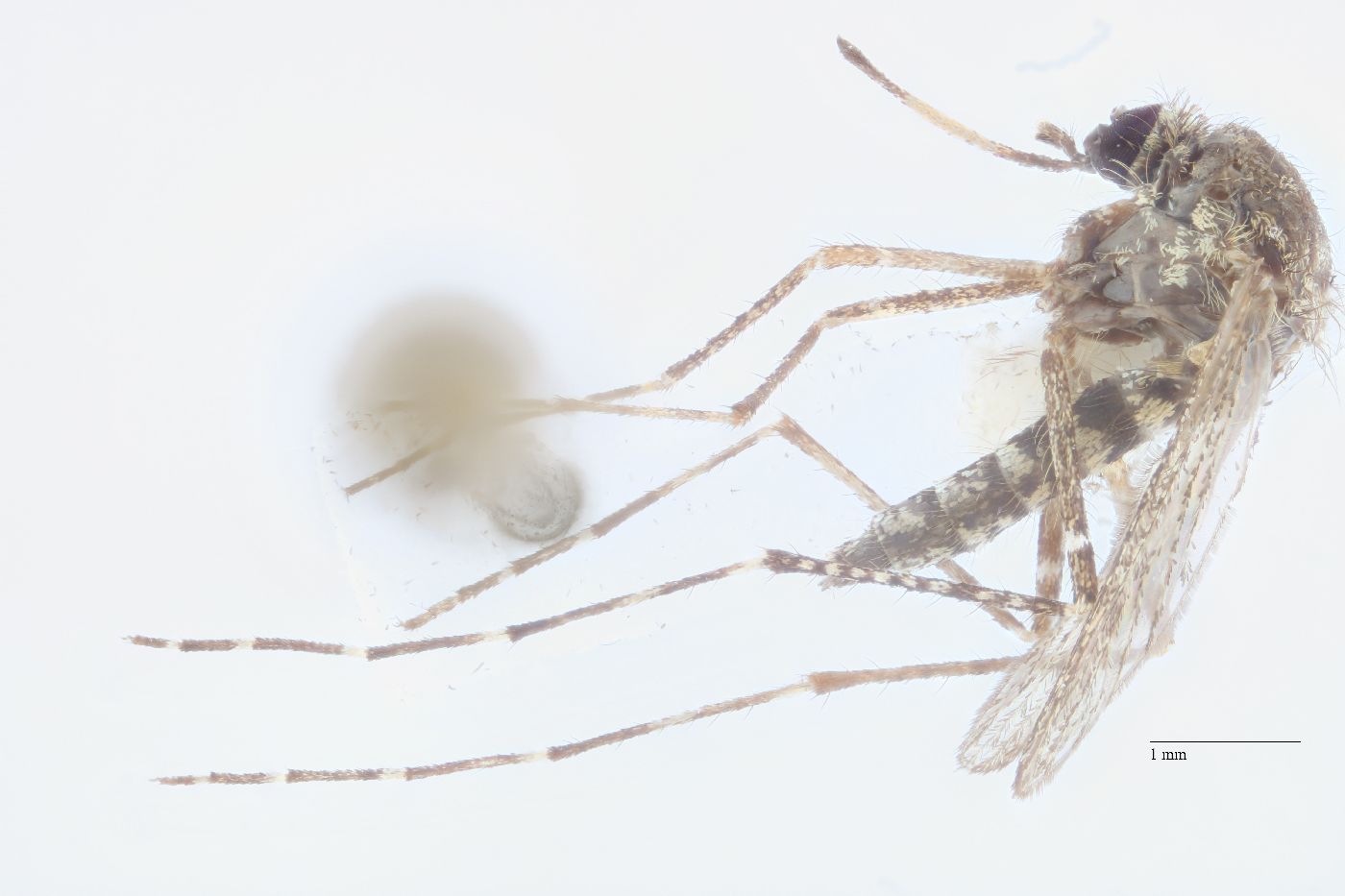 Culicidae image