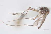Image of Aedes aegypti
