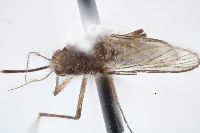 Aedes tortilis image