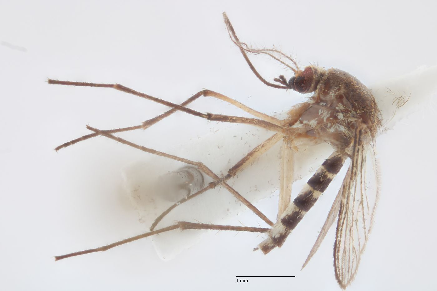 Aedes tortilis image
