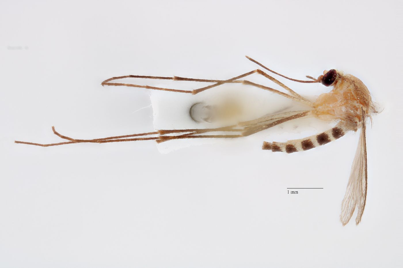 Aedes obturbator image