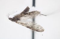 Anopheles vestitipennis image
