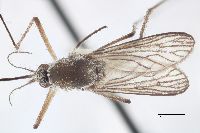 Aedes provocans image