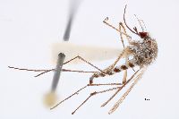 Aedes provocans image