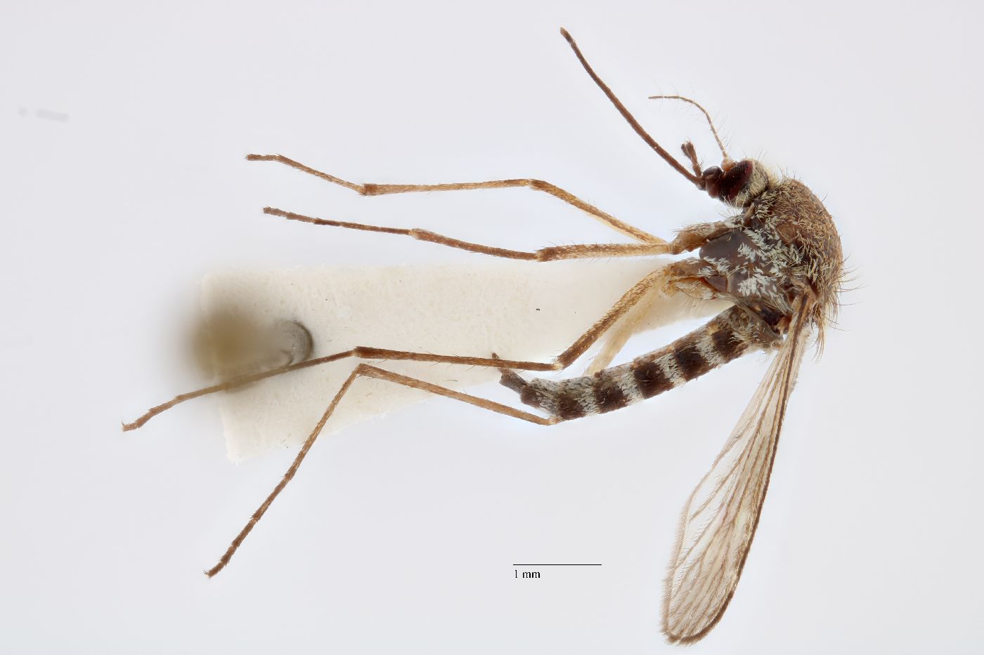Aedes intrudens image