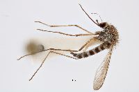 Image of Aedes intrudens