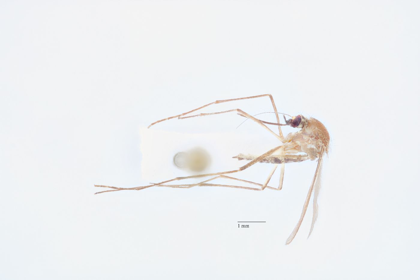 Aedes cinereus image