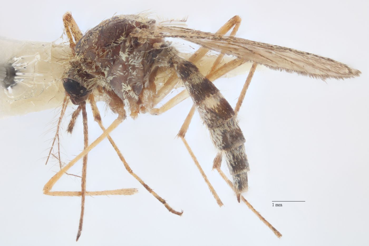 Aedes stimulans image