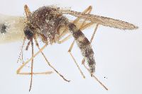 Image of Aedes stimulans
