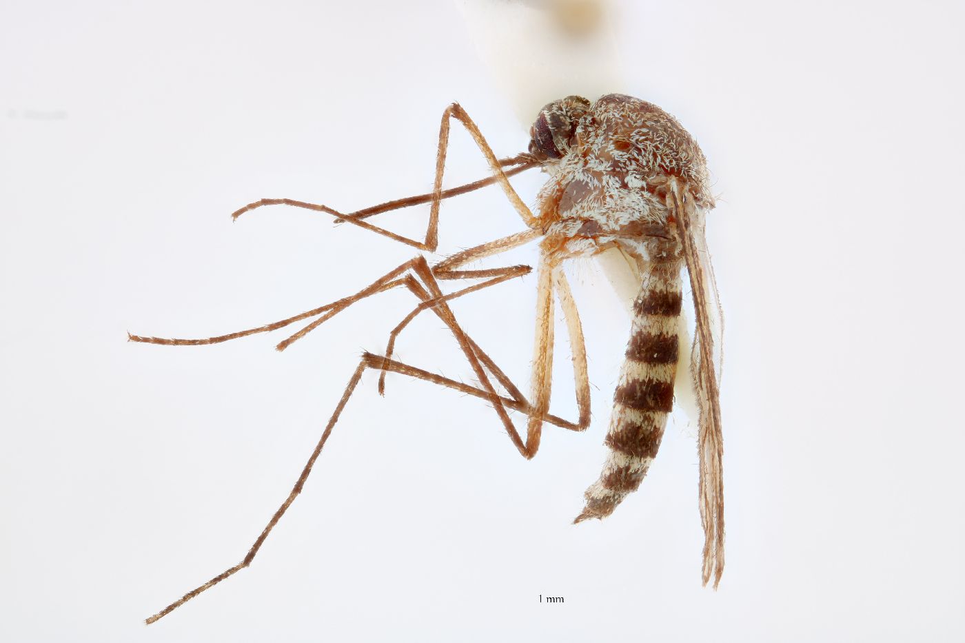 Culicidae image