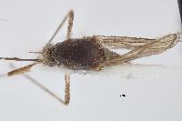 Aedes punctor image