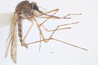 Image of Aedes punctor