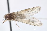 Image of Aedes euedes