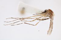 Aedes canadensis image