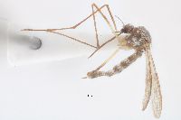 Aedes hendersoni image