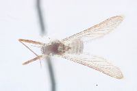 Aedes hendersoni image