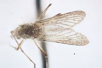 Aedes sticticus image