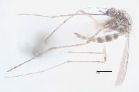 Image of Aedes sticticus