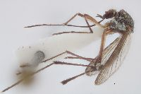 Image of Psorophora horrida